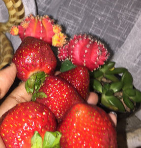 Meet your Posher, Leta